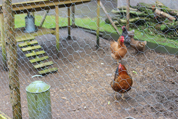 istock Image of free range chickens in outdoor pen, chicken-wire, feeding 468212764