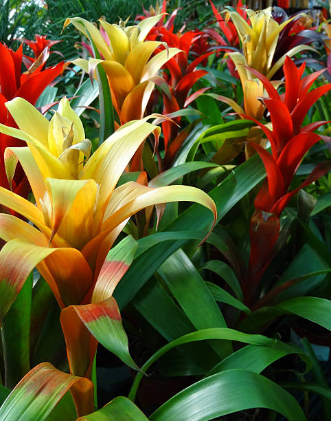 istock Image of bromeliads with red / yellow flowers / bracts, exotic houseplants 468212794