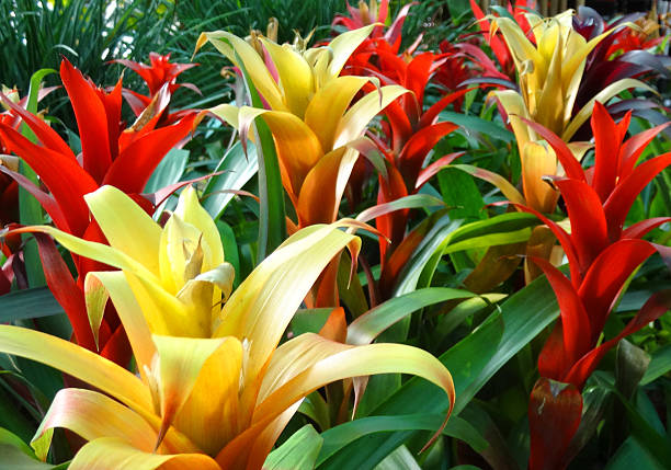 Photo showing a group of exotic, tropical bromeliad houseplants, which are being sold in a florists shop.  These bromeliads are in full bloom, boasting bright and and yellow flowers / bracts.   After these plants finish flowering, new shoots (offsets) will appear at the bottom of the rosette of leaves.