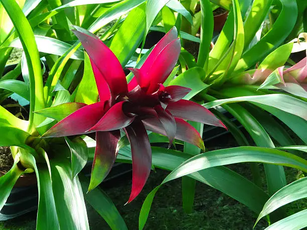 Photo showing some tropical bromeliad plants, which are being sold in a garden centre houseplant department.  These bromeliads are in full bloom, boasting dark purple flowers / bracts.   After these plants finish flowering, new shoots (offsets) will appear at the bottom of the rosette of leaves.