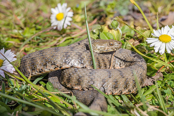 Snake,viper Viper is in the meadow with daisy common adder stock pictures, royalty-free photos & images