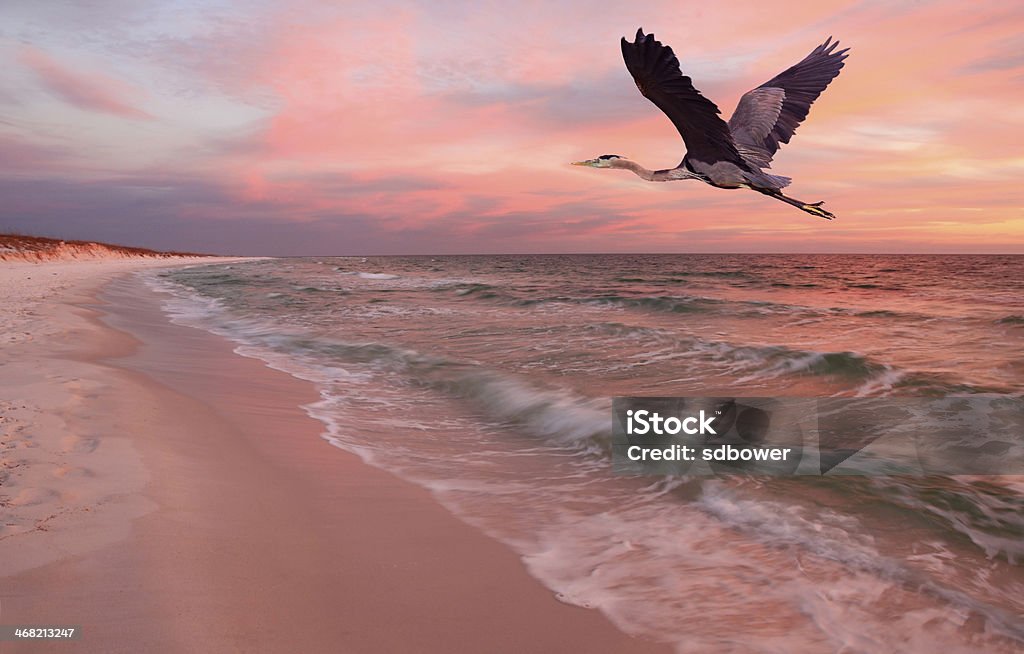 Great Blue Heron Flies Over Beach at Sunset A Great Blue Heron flies over a white sand beach of Florida at sunset Gulf of Mexico Stock Photo