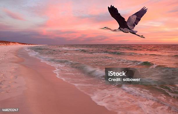Great Blue Heron Flies Over Beach At Sunset Stock Photo - Download Image Now - Gulf of Mexico, Solitude, Sunset