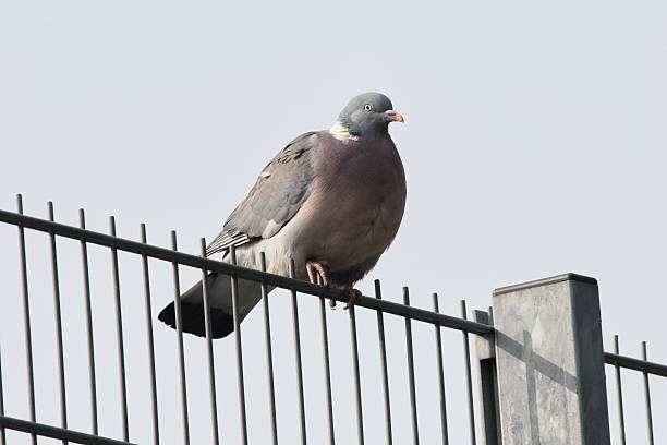 Proper wild wood pigeon sitting on a fence