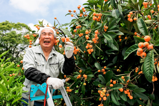 Farmer to the harvest of loquat orchards of Japan