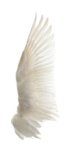 Swan wings on a white background