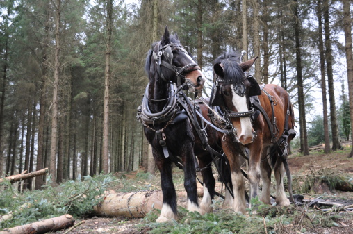 An impressive pair of heavy horses, conducting traditional forestry working with harnesses.