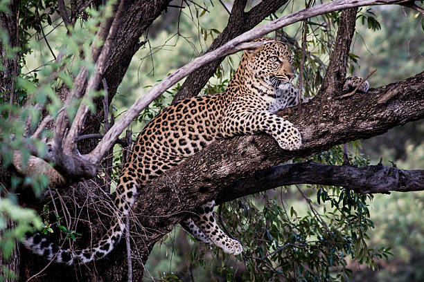 léopard dans un arbre - pilanesberg national park photos photos et images de collection