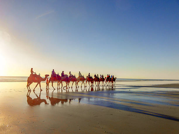 passeio de camelo na cable beach, broome, oeste da austrália - cable - fotografias e filmes do acervo