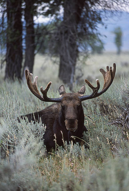 Moose Backlit by Early Wyoming Light Lying in Brush