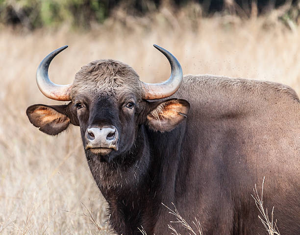 Wild Gaur / Indian Bison, Bos gaurus, Tadoba National Park, India A close up portrait of a wild Gaur or Indian Bison,  gaur stock pictures, royalty-free photos & images