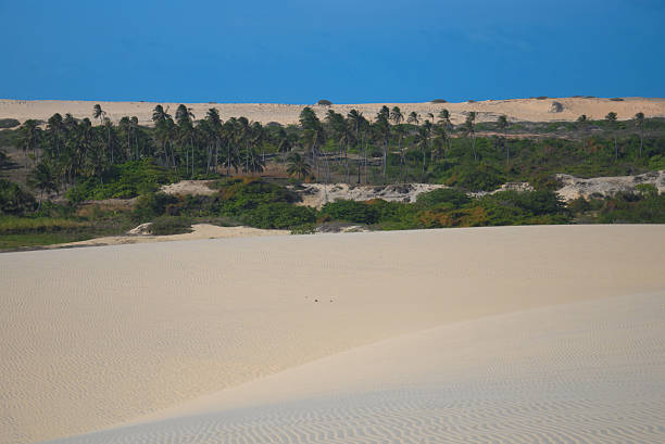 istock Dune and coconut trees in Brazil 468217303