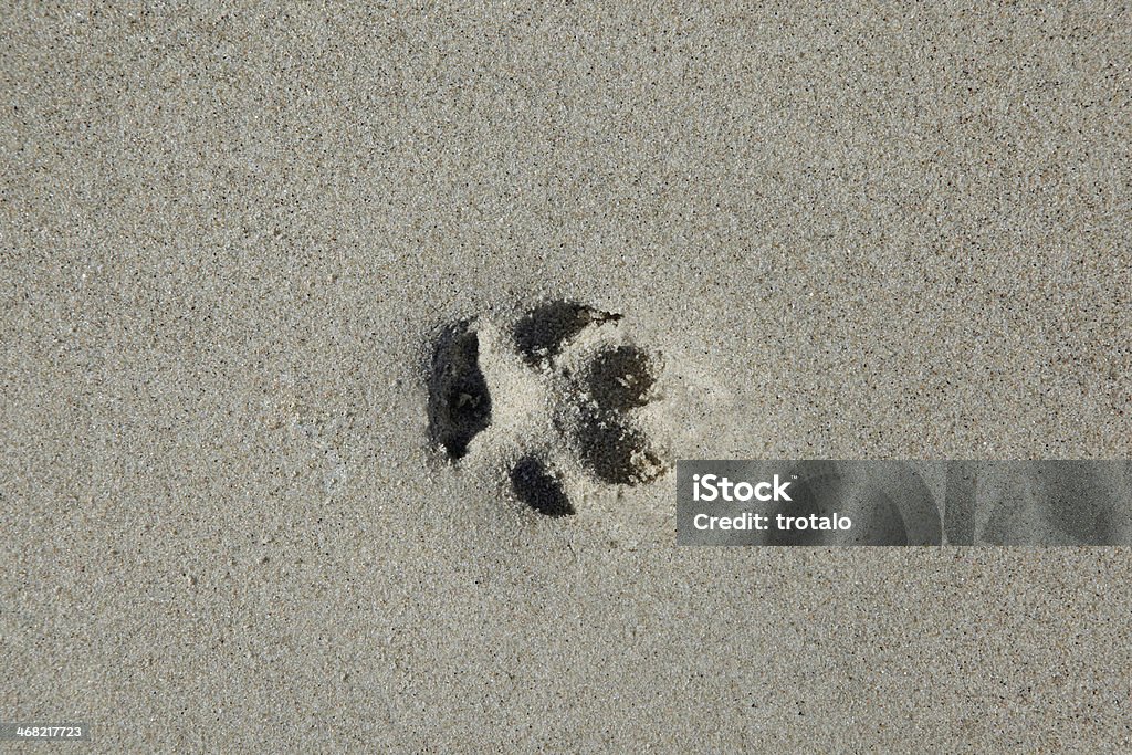 Closeup footprints on send background Animal Stock Photo