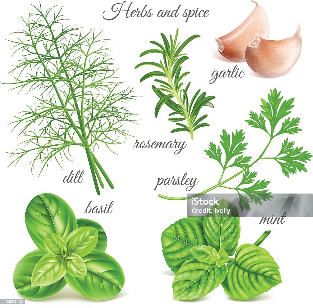 Many depictions of hand drawn herbs and spices Big herbs and spice collection. Vector illustration Basil stock vector