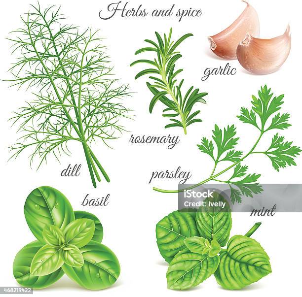 Many Depictions Of Hand Drawn Herbs And Spices Stock Illustration - Download Image Now - Basil, Spearmint, 2015