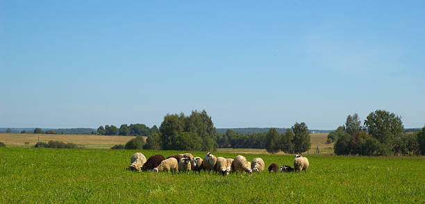istock Herd of sheep on summer meadow 468221179
