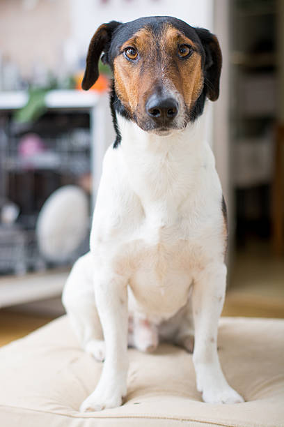 istock Cute dog at home 468221607