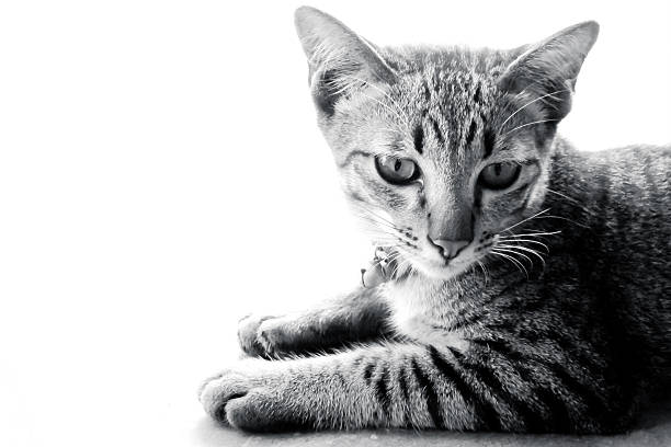 istock Little gray kitten isolated on white background. 468222349