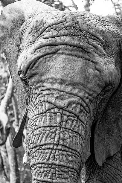 istock Elephant Face Close Portrait 468222778