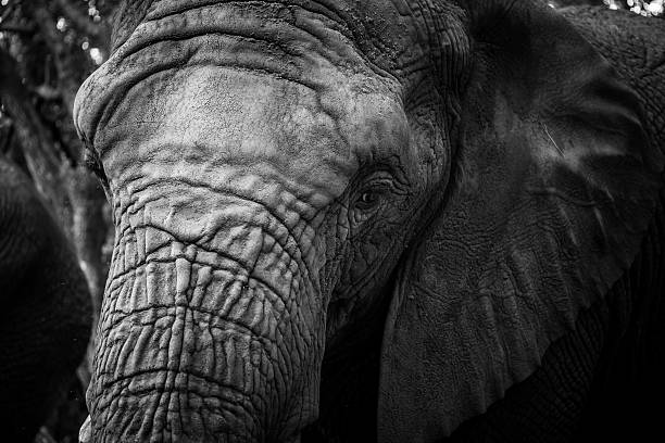 象の顔のクローズの風景 - animal close up elephant animal eye ストックフォトと画像