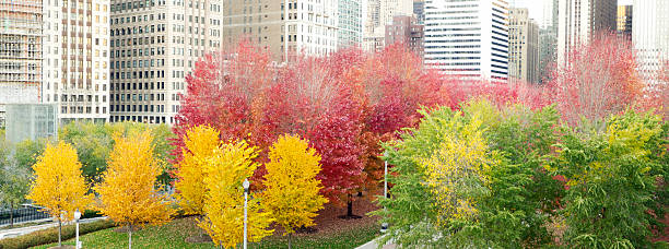 Autumn foliage in downtown Chicago A view of fall foliage in downtown Chicago. millennium park stock pictures, royalty-free photos & images