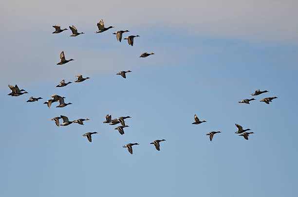istock Flock of Mallard Ducks Flying in a Cloudy Sky 468225528