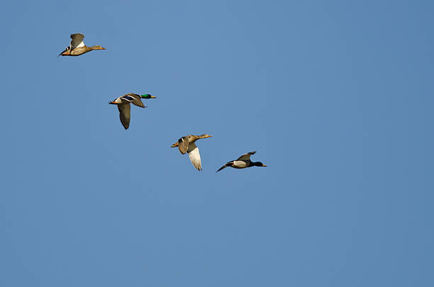 istock Four Mallard Ducks Flying in a Blue Sky 468225542