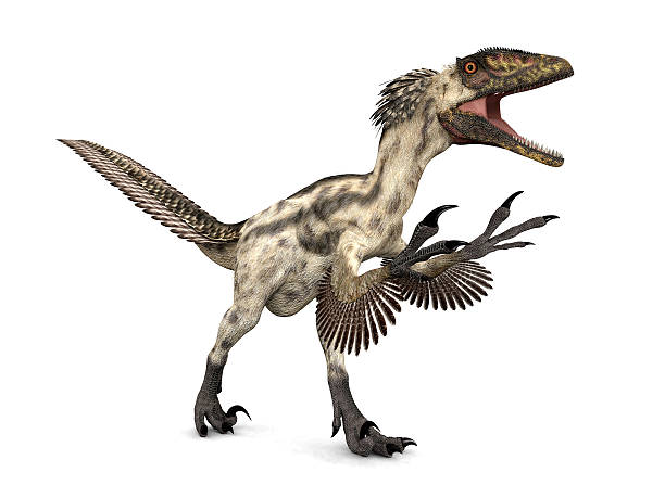 Dinosaur Deinonychus stock photo