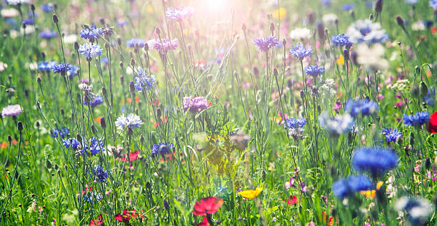 istock spring wild colorful flowers ,bokeh heart background 468228838
