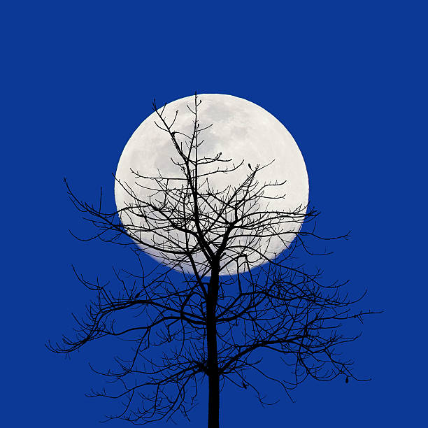 istock Dry tree on the backdrop of the moon. 468229082