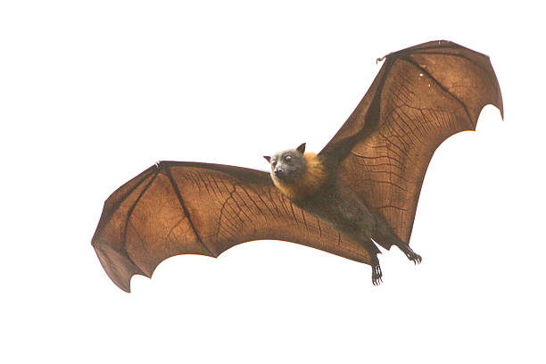 adult fruit bat flying with white background - vleerhond stockfoto's en -beelden