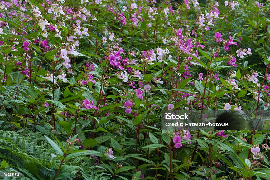 Impatiens glandulifera, Himalayan balsam, flowering. Himalayan balsam or Impatiens glandulifera, a member of the busy lizzie. A major weed problem in the United Kingdom. Also known as Indian balsam, jumping jack or policeman's helmet, Ornamental Jewelweed Stock Photo