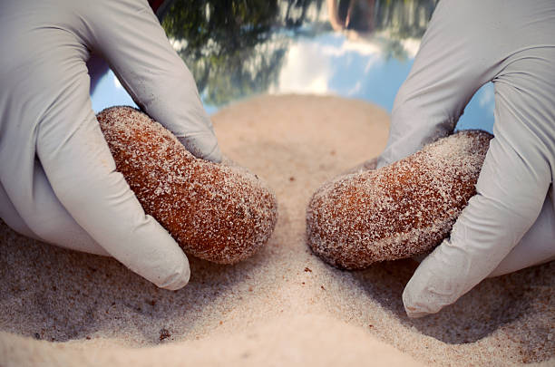 Apple cider donuts stock photo