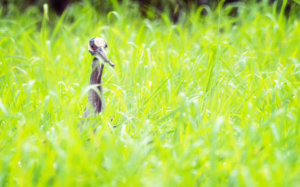 istock Heron Fishing 468232372