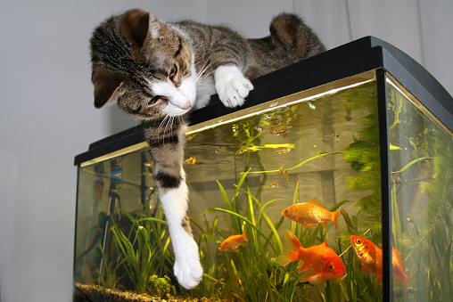 Cat sitting on the aquarium playing with goldfish.