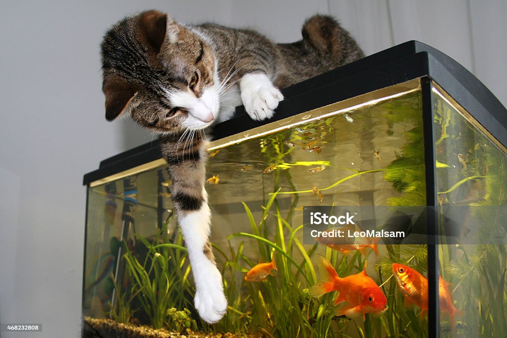 The cat and goldfish Cat sitting on the aquarium playing with goldfish. Domestic Cat Stock Photo