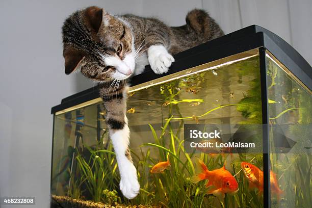 The Cat And Goldfish Stock Photo - Download Image Now - Domestic Cat, Fish Tank, Aquarium