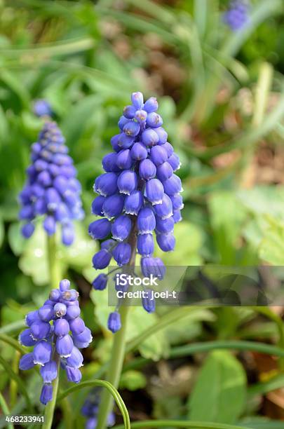 Muscari Foto de stock y más banco de imágenes de Abril - Abril, Aire libre, Belleza de la naturaleza