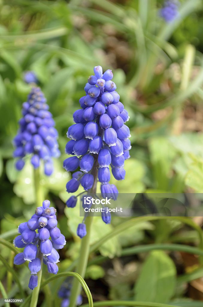 Muscari - Стоковые фото Апрель роялти-фри