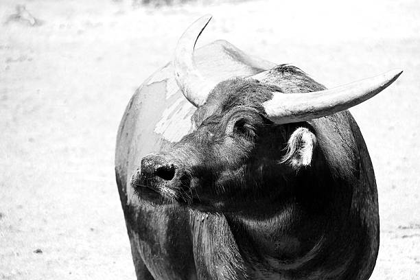 istock Black and White Water Buffalo 468235754