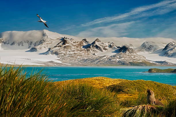 wildlife paradise an albatross soars in south Georgia as a fur seal watches wandering albatross photos stock pictures, royalty-free photos & images