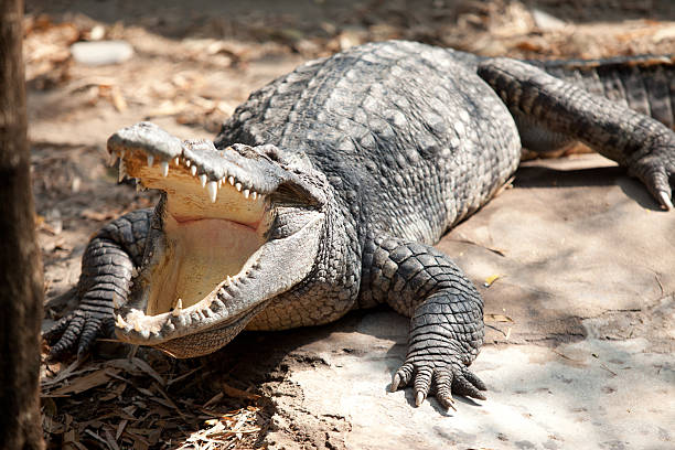 istock Closeup eye of a saltwater crocodile 468237573