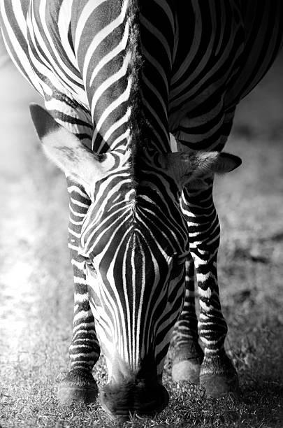 portrait of zebra stock photo