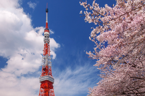 Tokyo, Japan- April 7, 2012: A cherry tree will bloom and be a tourist spot in spring at a park near Tokyo Tower, and people come in large numbers.