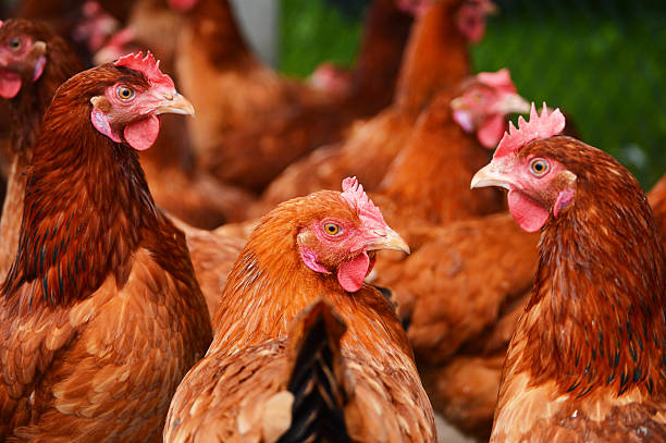 istock Chickens on traditional free range poultry farm 468238241