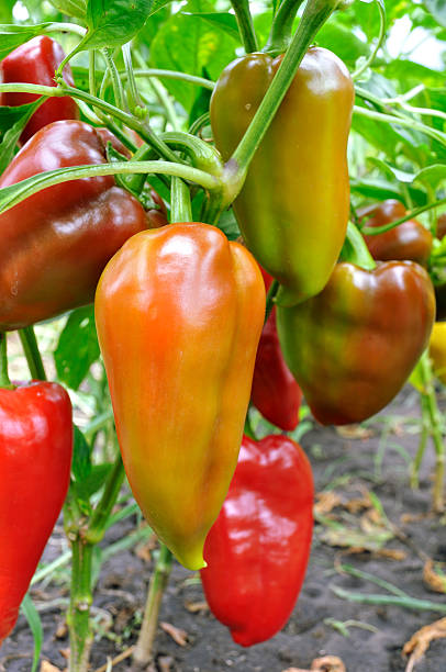 istock close-up of ripening peppers 468241035