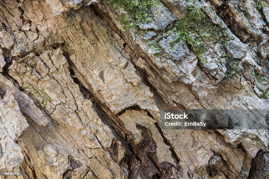 Old wood tree bark texture with green moss 2015 Stock Photo