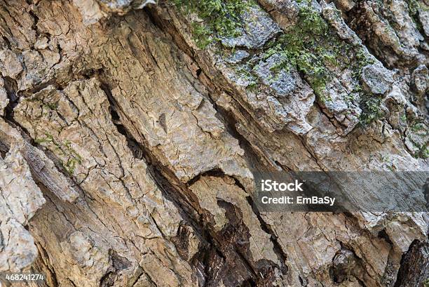 Old Wood Tree Bark Texture With Green Moss Stock Photo - Download Image Now - 2015, Abstract, Backgrounds
