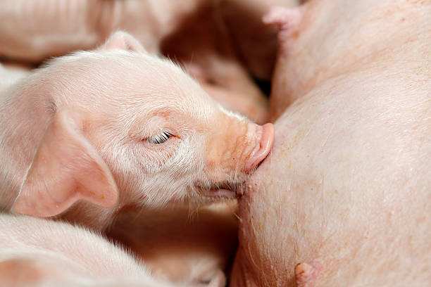 istock Little piglets suckling their mother 468241634