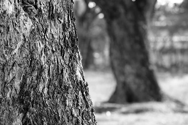istock Detail of tree bark, black and white 468241826